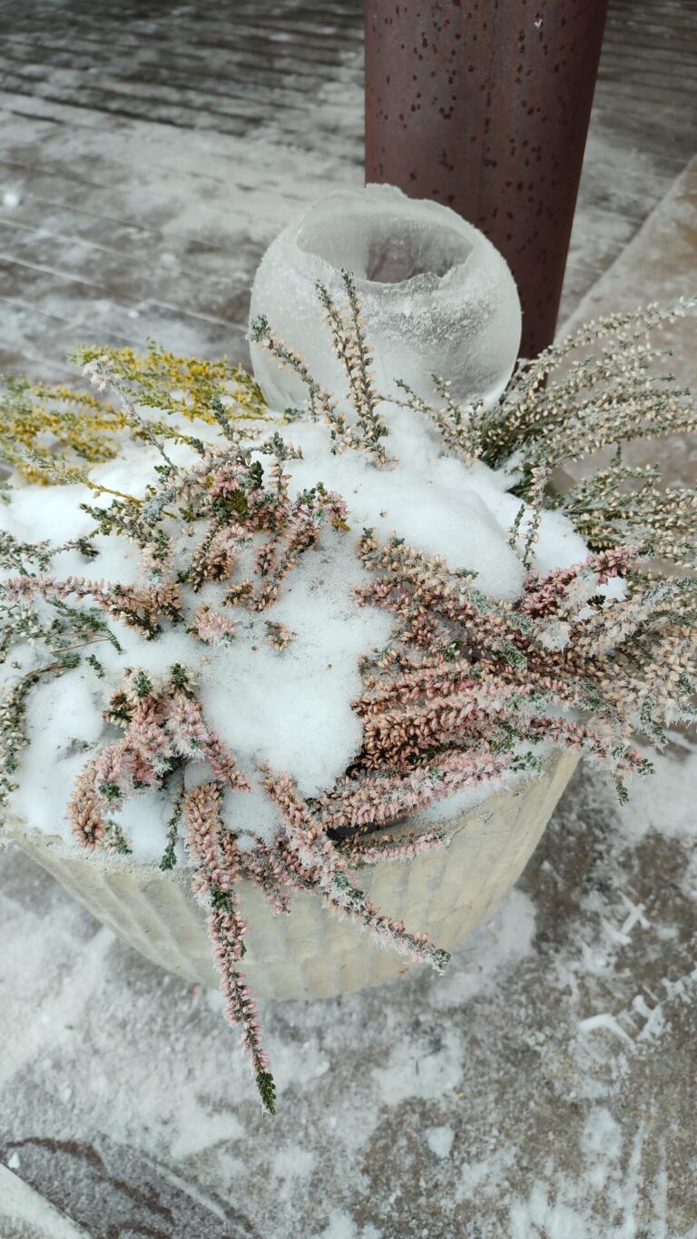 Lumememmepäev 19.01.2026